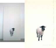 Sheep Study in Watercolour