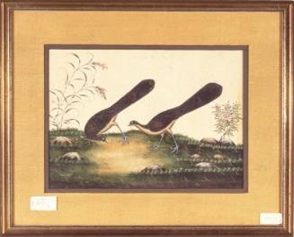 China trade painting of a pair of peacock-phesants with flowering plants