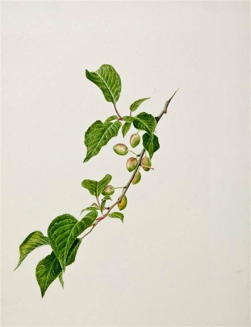 Plum [from " 'and some brought flowers' Plants in a New World' "]