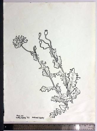 Norway Poppy