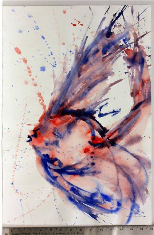 untitled [angelfish study]