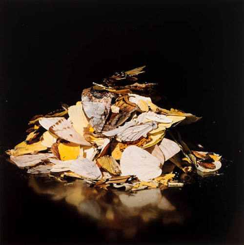 untitled [The Fallen Body series]