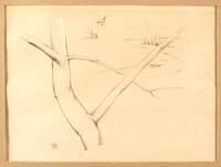 Trees, Glenview Ave
