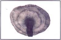 Untitled (crinoline)