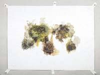 Untitled #1 (Bush Study)