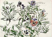 Pansies