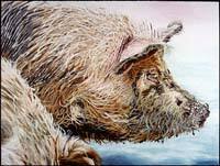 Hog Head