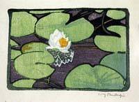 The Lily