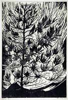 Pine Trees