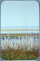 Reeds and Sedge