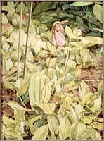 Mocassin Flower