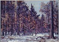 Pines in Winter