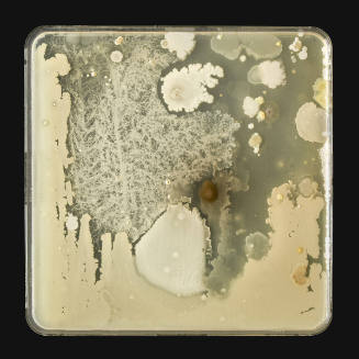 Microbes Swabbed From a Palette Used By Tom Thomson