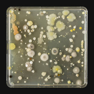 Microbes Swabbed From a Palette Used By A.J. Casson