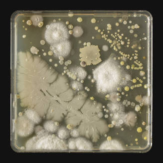Microbes Swabbed From a Palette Used By Frederick Varley
