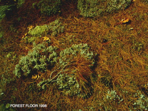 Forest Floor
